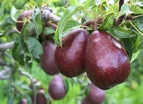 تصویر 1 از خرید عناب گلابی ایرانی + قیمت فروش استثنایی